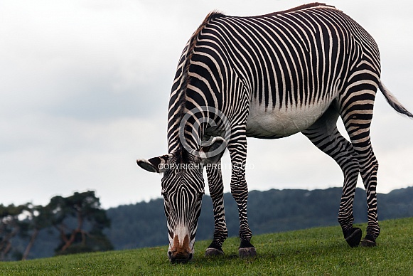 Zebra, sky background