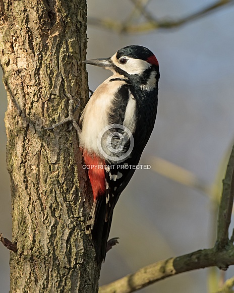 Great Spotted Woodpecker (male)