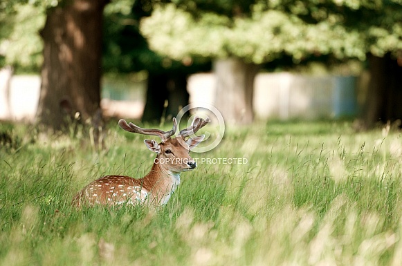 Deer sitting in the grass