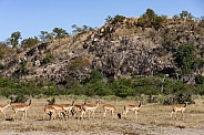 Impala (Aepyceros malampus malampus)