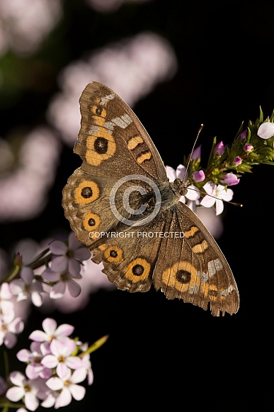 Meadow Argus Butterfly (wild).
