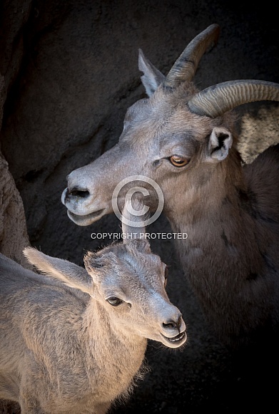 Bighorn Sheep Mother and Lamb