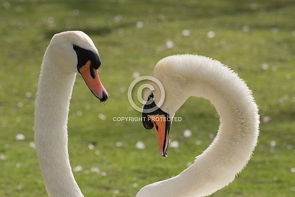 Pair of Swans Close Up