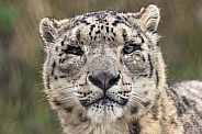 Snow Leopard Face Shot