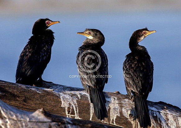 Reed Cormorants - Chobe River - Botswana