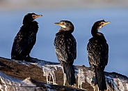 Reed Cormorants - Chobe River - Botswana