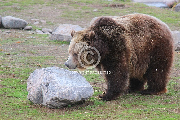 Female Grizzly Bear Looking at Rock