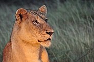 Lioness Portrait