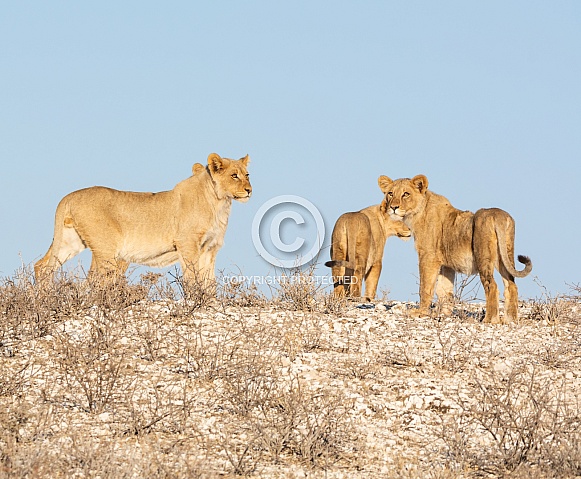 Juvenile Lions