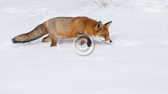 Red fox in wintertime.