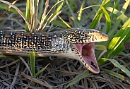 Eastern glass lizard (Ophisaurus ventralis) in grass with mouth wide open