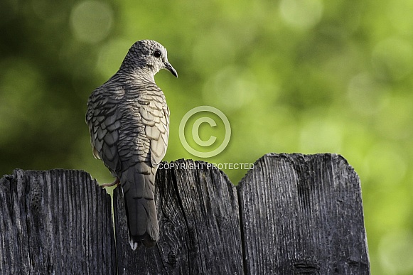 Inca Dove on Fence