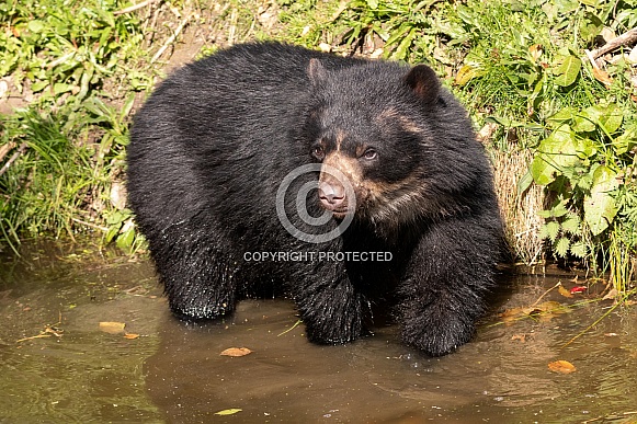 Andean Bear Full Body In Water