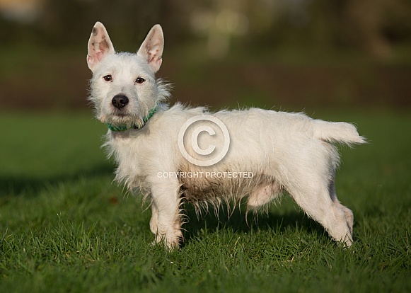 West Highland Terrier Cross