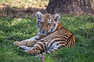 Siberian/Amur Tiger Cub