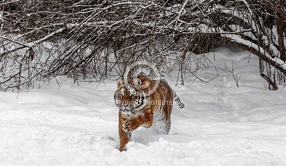 Siberian Tiger-Apex Predator