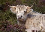 White Highland Cow