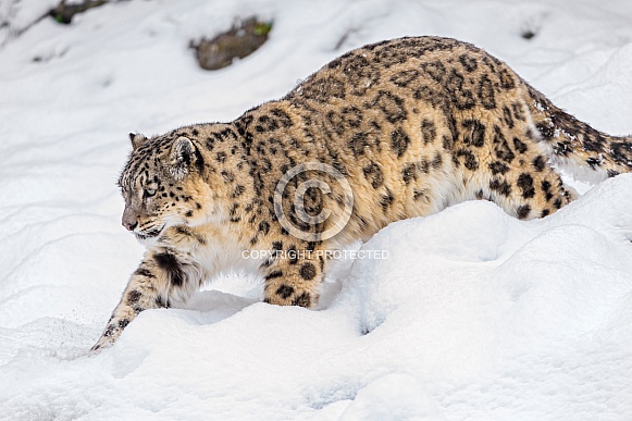 Snow Leopard in the Snow