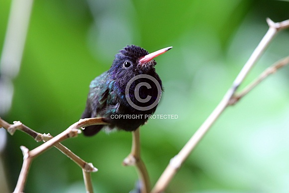 Hummingbird (Trochilidae)