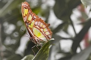 malachite butterfly