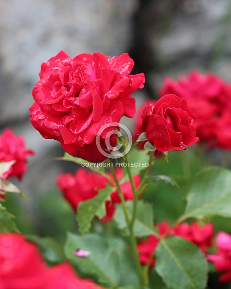 Red Roses After Rain