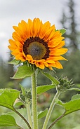 Golden Sunflower in Bloom