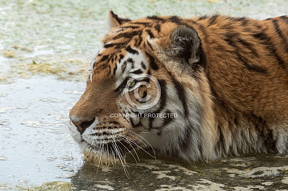 Amur Tiger Close Up In The Water
