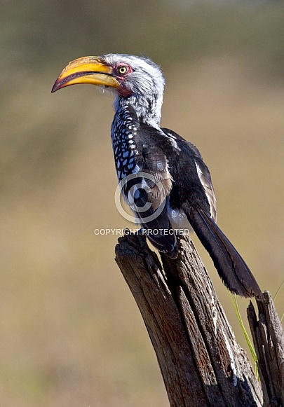 Yellow-billed Hornbill - Botswana