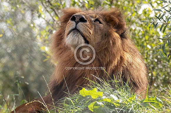 African Lion Looking Upwards