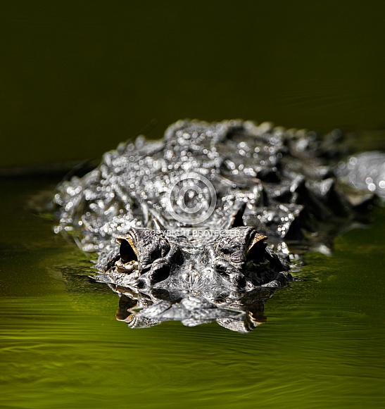 Wild American alligator - Alligator mississippiensis - submerged under green water
