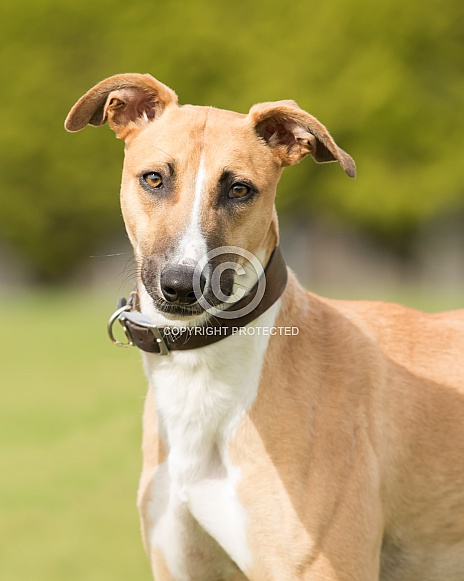 Smooth Coated Lurcher