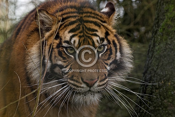 Serious Sumatran Tiger Close Up