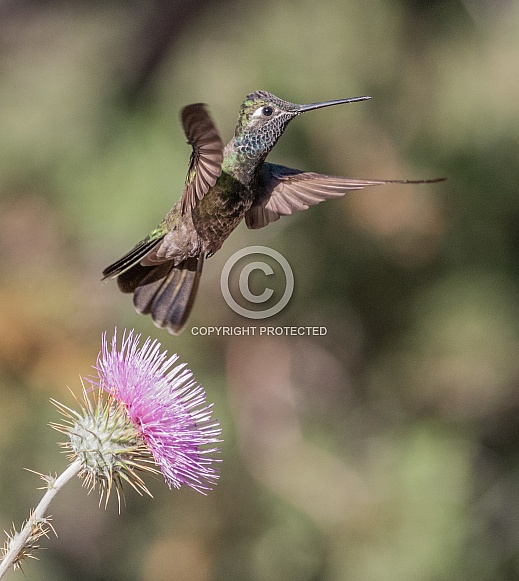 Male Magnificent or Rivoli's Hummingbird