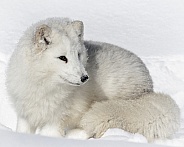 Arctic Fox-Awakening