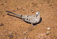 Female Namaqua Dove