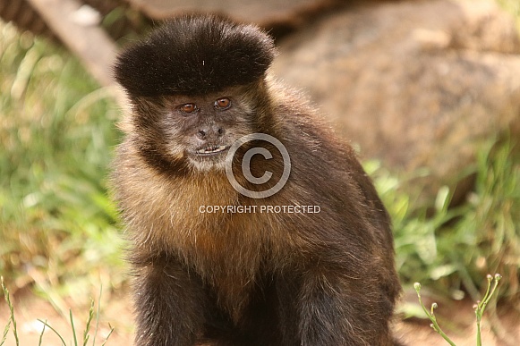 Black-Capped Capuchin