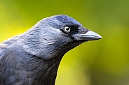Black jackdaw (Corvus monedula)