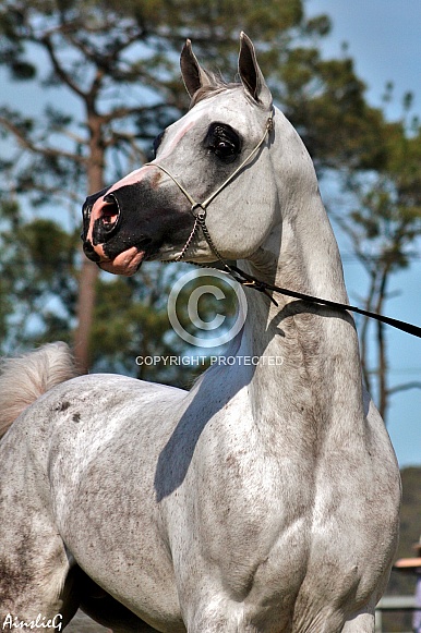 Arabian Stallion III