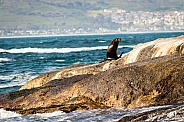 Sea lion on a rock