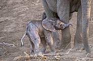 Elephant Newborn Calf with Mother