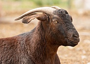 Brown Farm Goat