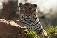 Young Jaguar Beside Rock, Mainly Head Shot