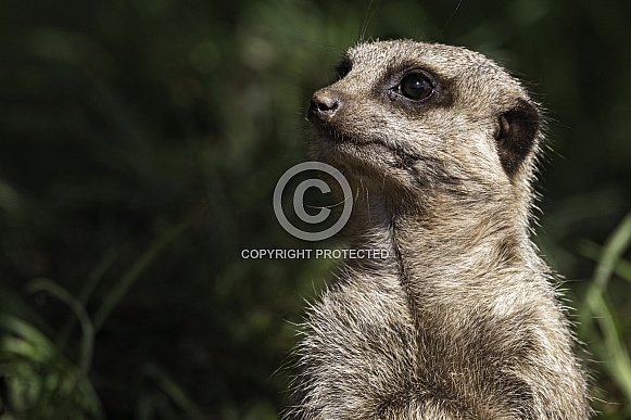 Meerkat Sitting Upright