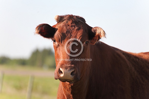 cow 4