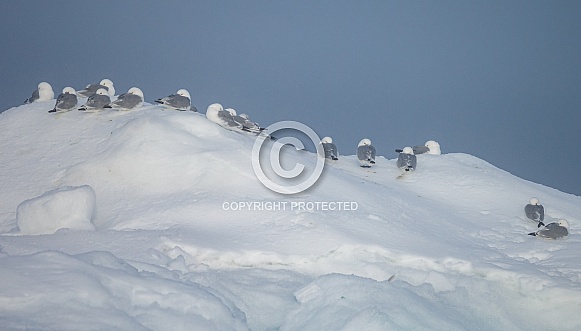 Landscape of Spitsbergen