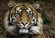 Sumatran Tiger Close Up Of Only Face
