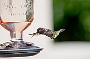 Male hummingbird in flight