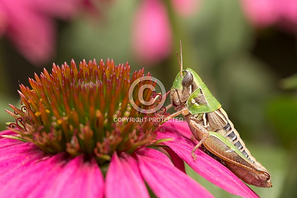 Grasshopper on echinacea.