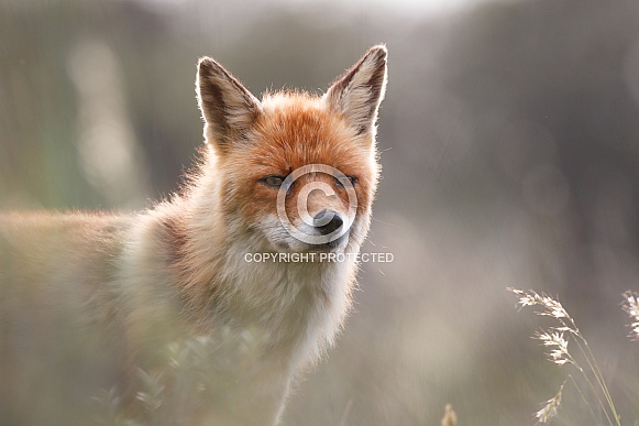 Red Fox
