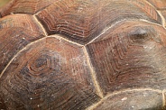 Turtle shield